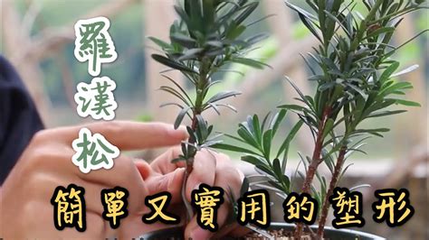 小羅漢松|【天天小花農】羅漢松，最簡單又實用的塑形方法，新。